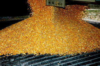 Grain Dump